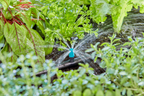 Gardena Kisterület-fúvóka 10 db – termékjellemző