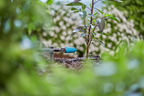 Gardena MDS végcsepegtető 0–15 liter/óra, szabályozható – termékjellemző