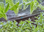 Gardena MDS permetező fúvóka 180° – termékjellemző