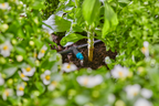 Gardena MDS sorcsepegtető 2 liter/óra – termékjellemző