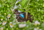 Gardena Szabályozható sorcsepegtető 0–15 liter/óra – termékjellemző