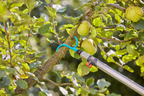 Gardena CombiSystem Ághúzó horog – termékjellemző