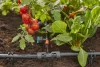 Gardena Micro-Drip T-szűkítőelem 13 mm-ről (1/2") 4.6 mm-re (3/16")