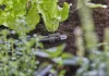 Gardena Micro-Drip 13 mm-es (1/2”) zárótömítés