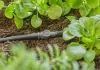 Gardena Micro-Drip 4.6 mm-es (3/16") kötőelem