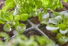 Gardena Micro-Drip 4.6 mm-es keresztelem (3/16")