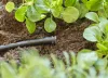 Gardena Micro-Drip 4.6 mm-es (3/16”) zárótömítés