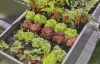 Gardena Micro-Drip 4.6 mm-es (3/16”) zárótömítés