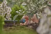 Gardena Micro-Drip szabályozható végcsepegtető nyomáskiegyenlítős
