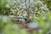 Gardena Micro-Drip végcsepegtető 2 l/óra
