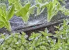 Gardena Micro-Drip 180°-os permetező fúvóka