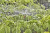 Gardena Micro-Drip 360°-os permetező fúvóka
