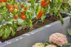 Gardena Micro-Drip készlet terasznövényekhez - 30 növényhez