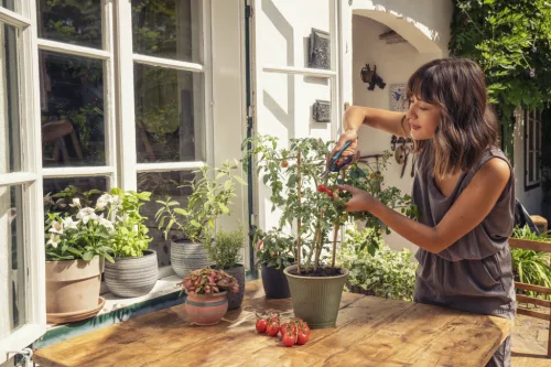 Gardena FreshCut Szüretelő olló – prémium minőségű szüretelő olló gyümölcsökhöz és zöldségekhez