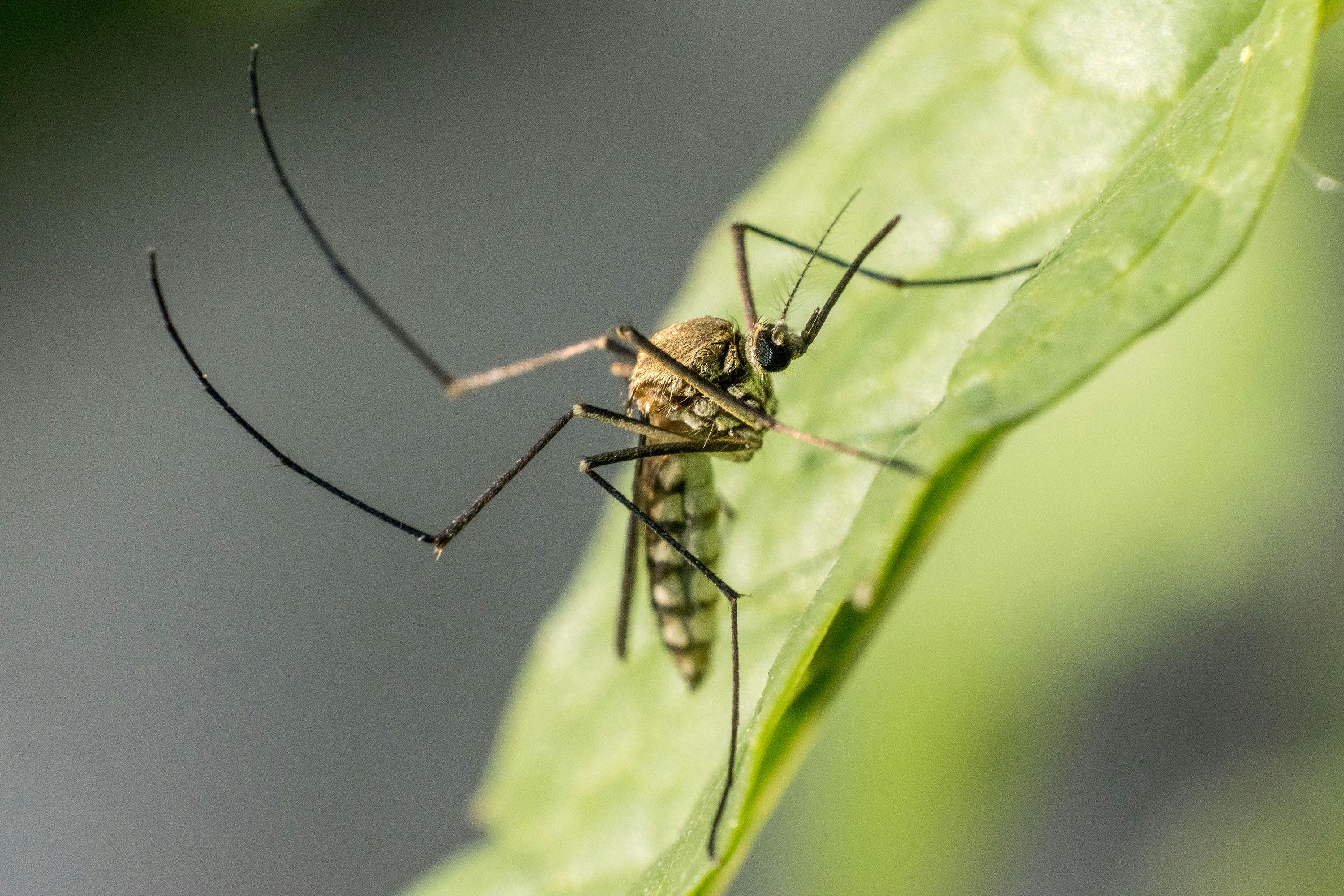 Nyolc növény, amely távol tartja a szúnyogokat